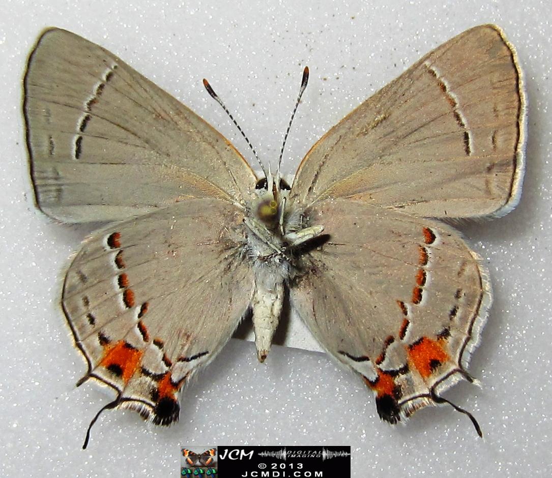 Strymon melinus pudica (Common Hairstreak) images